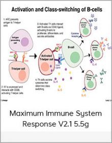 Maximum Immune System Response V2.1 5