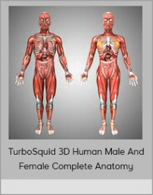 TurboSquid 3DRealistic, detailed and anatomically accurate fully textured Human Male and Female Complete Anatomy - Body, Muscles, Skeleton, Internal Organs and Lymphatic. Human Male And Female Complete Anatomy