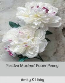 Amity K Libby - 'Festiva Maxima' Paper Peony