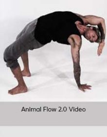 Animal Flow 2 0 Video