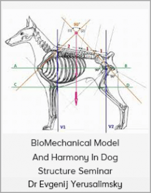 Dr Evgenij Yerusalimsky - BioMechanical Model And Harmony In Dog Structure Seminar